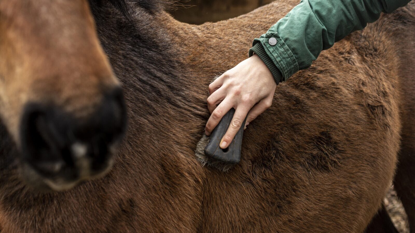 close-up-hand-brushing-horse freepik